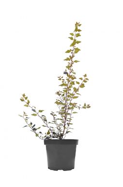 Пузыреплодник калинолистный Литл Джокер (Little Joker)