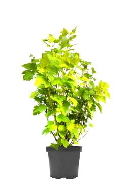 Пузыреплодник калинолистный Лютеус (Luteus)