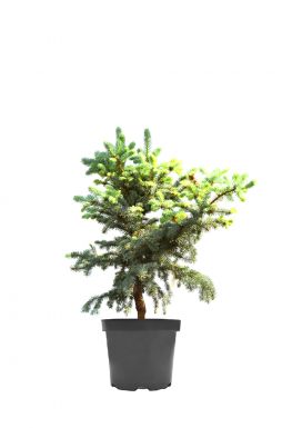 Ель колючая Блю Тринкет (Blue trinket)