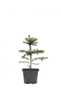 Ель колючая Мисти Блю (Misty Blue)