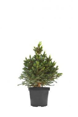 Ель обыкновенная Виллс Цверг (Wills Zwerg)