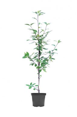 Рябина промежуточная