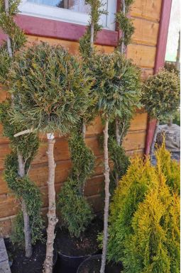 Туя складчатая Корник 1 шар на штамбе (Kornik Pa)