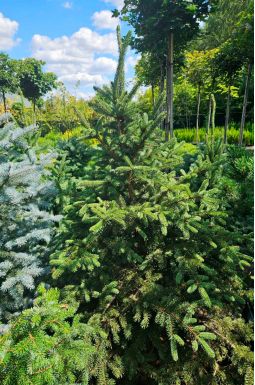 Ель колючая 