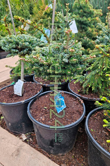 Пихта корейская Кохоутс айс Брейкер на штамбе (Kohouts icebreaker Pa)