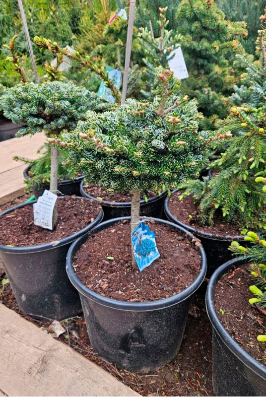 Пихта корейская Кохоутс айс Брейкер на штамбе (Kohouts icebreaker Pa)