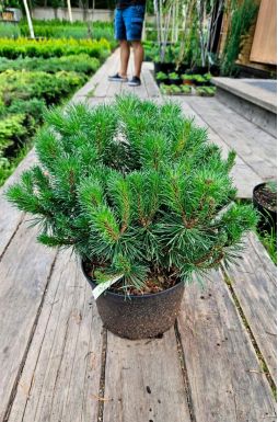 Сосна горная Корник (Kornik)