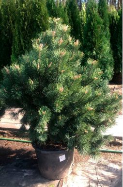 Сосна горная Колумнарис (Columnaris)