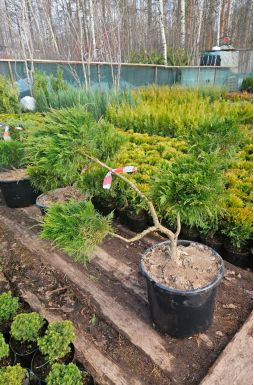 Бонсай можжевельник средний Минт Джулеп (Mint Julep)