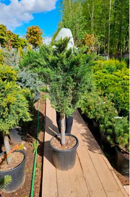Можжевельник казацкий Тамарисцифолия на штамбе (Tamariscifolia Pa)