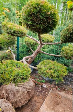 Бонсай можжевельник китайский Куривао Голд (Kuriwao gold)