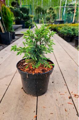 Можжевельник обыкновенный Суецика (Suecica)