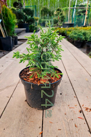 Можжевельник обыкновенный Суецика (Suecica)