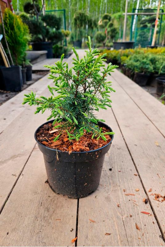 Можжевельник обыкновенный Суецика (Suecica) Можжевельник Суецика C2 10-20 см. 720 руб. - Фото 1