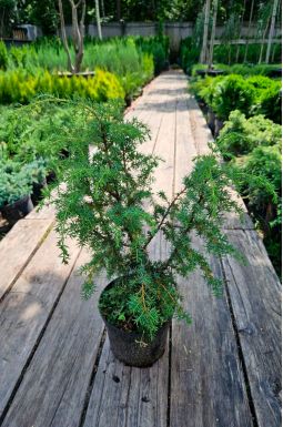 Можжевельник обыкновенный Мейер (Meyer)