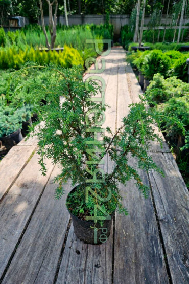 Можжевельник обыкновенный Мейер (Meyer)