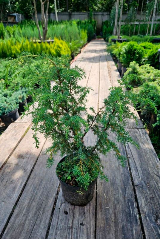 Можжевельник обыкновенный Мейер (Meyer)
