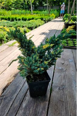 Можжевельник чешуйчатый Голден Флейм (Golden flame)