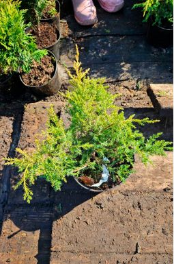 Можжевельник средний Кабаретт (Kabarett)