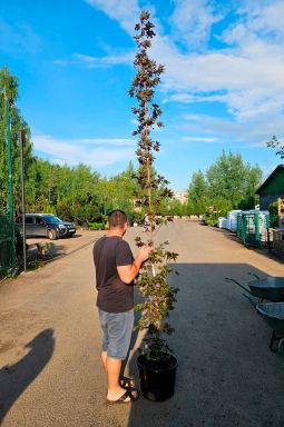 Клен остролистный Кримсон Сентри (Crimson Sentry) - фото №1