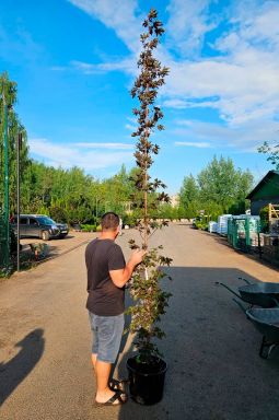 Клен остролистный Кримсон Сентри (Crimson Sentry) - фото №2