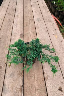 Можжевельник горизонтальный Вилтони (Wiltonii) - фото №8 Можжевельник горизонтальный Вилтони (Wiltonii) - фото №8