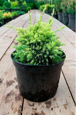 Можжевельник чешуйчатый Дрим Джой (Dream Joy)