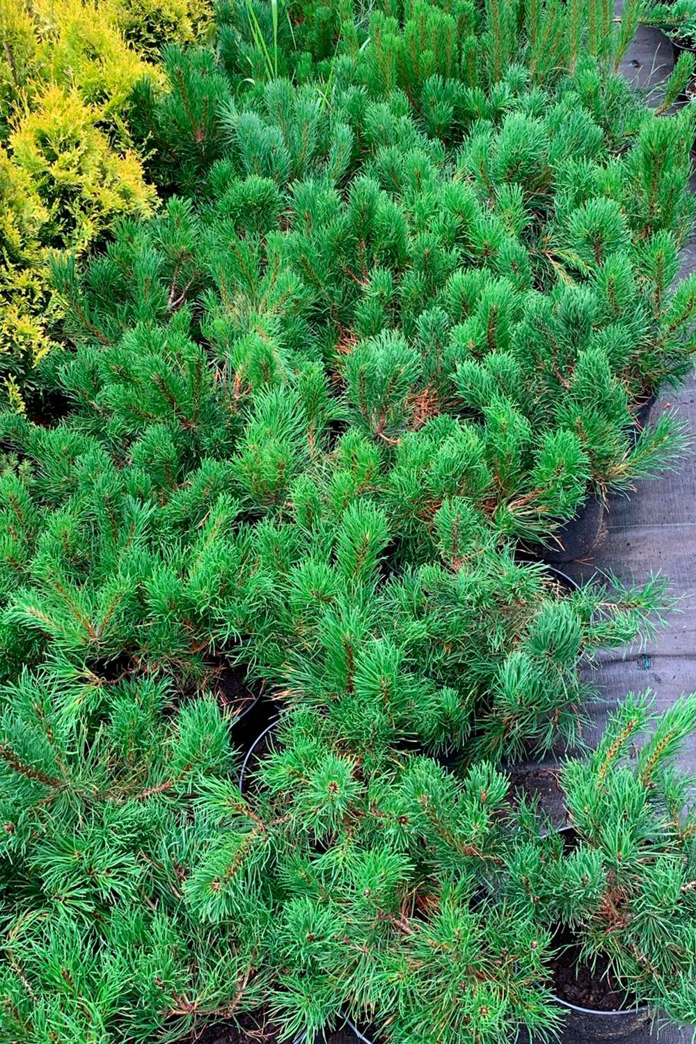 Купить Сосну горную Пумилио 🌲 в Москве по цене от 860 руб.