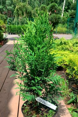 Туя западная Вудварди (Woodwordii) - фото №2