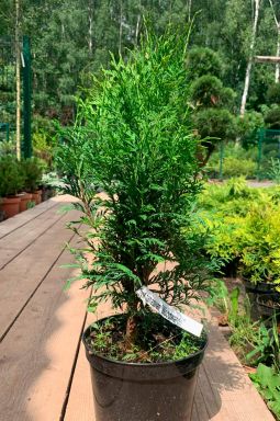 Туя западная Вудварди (Woodwordii) - фото №1