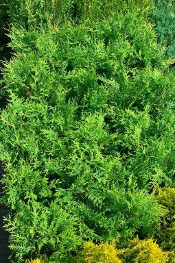 Туя западная Вудварди (Woodwordii) - фото №3