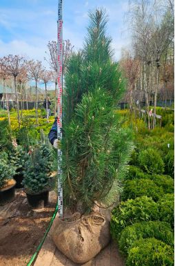 Сосна черная Пирамидалис (Piramidalis)