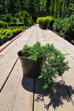 Можжевельник горизонтальный Вилтони (Wiltonii) - фото №2