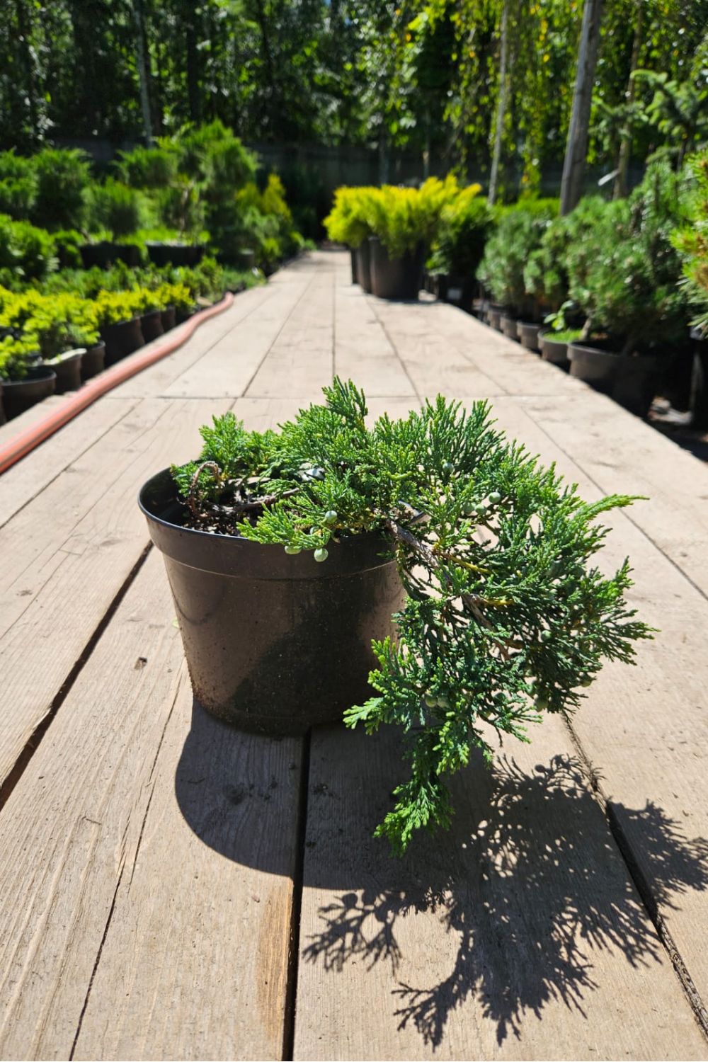 Можжевельник горизонтальный Вилтони (Wiltonii) - фото №1 Можжевельник горизонтальный Вилтони (Wiltonii) - фото №1