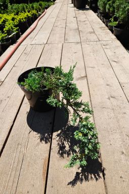 Можжевельник горизонтальный Вилтони (Wiltonii) - фото №5