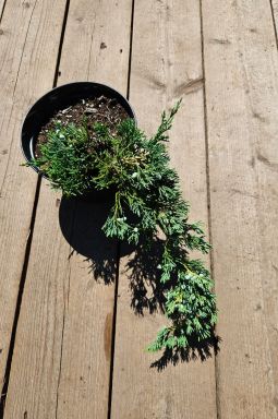 Можжевельник горизонтальный Вилтони (Wiltonii) - фото №6