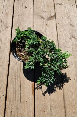 Можжевельник горизонтальный Вилтони (Wiltonii) - фото №3 Можжевельник горизонтальный Вилтони (Wiltonii) - фото №3