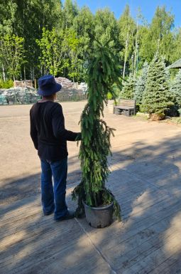 Ель обыкновенная Ауреа (Aurea)