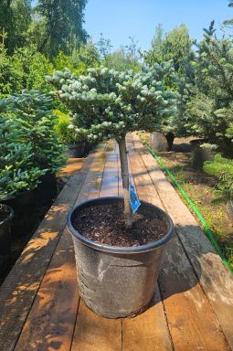 Пихта корейская Кохоутс айс Брейкер на штамбе (Kohouts icebreaker Pa) - фото №2