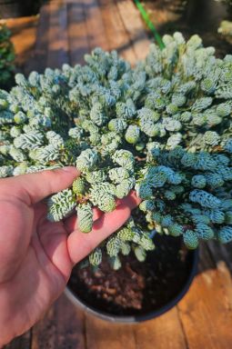 Пихта корейская Кохоутс айс Брейкер на штамбе (Kohouts icebreaker Pa) - фото №5