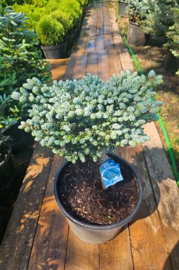 Пихта корейская Кохоутс айс Брейкер на штамбе (Kohouts icebreaker Pa) - фото №4