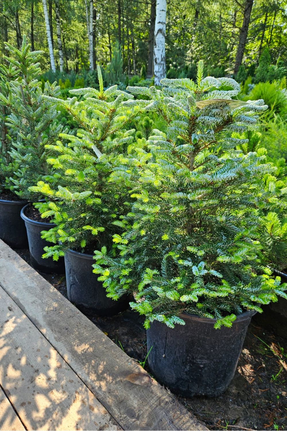 Пихта корейская Сильберлок (Silberlocke) - фото №5 Пихта корейская Сильберлок (Silberlocke) - фото №5