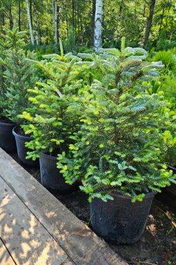 Пихта корейская Сильберлок (Silberlocke) - фото №5 Пихта корейская Сильберлок (Silberlocke) - фото №5