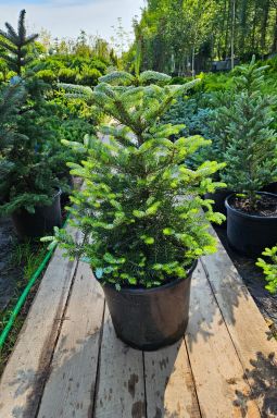 Пихта корейская Сильберлок (Silberlocke) - фото №1