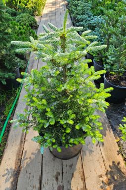 Пихта корейская Сильберлок (Silberlocke) - фото №2