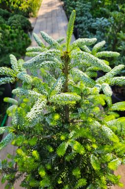 Пихта корейская Сильберлок (Silberlocke) - фото №3