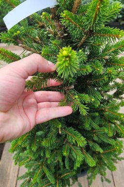 Пихта корейская Сильберлок (Silberlocke) - фото №4