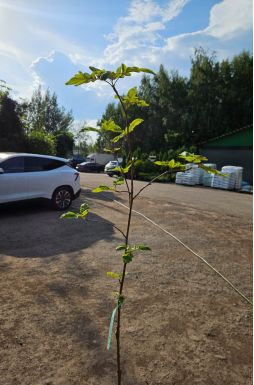 Рябина обыкновенная Рубиновая (Rubinovaya)