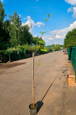 Рябина обыкновенная Кубовая (Kubowaja)