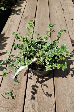 Бересклет форчуна Эмеральд Гаити (Emerald Gaiety) - фото №5